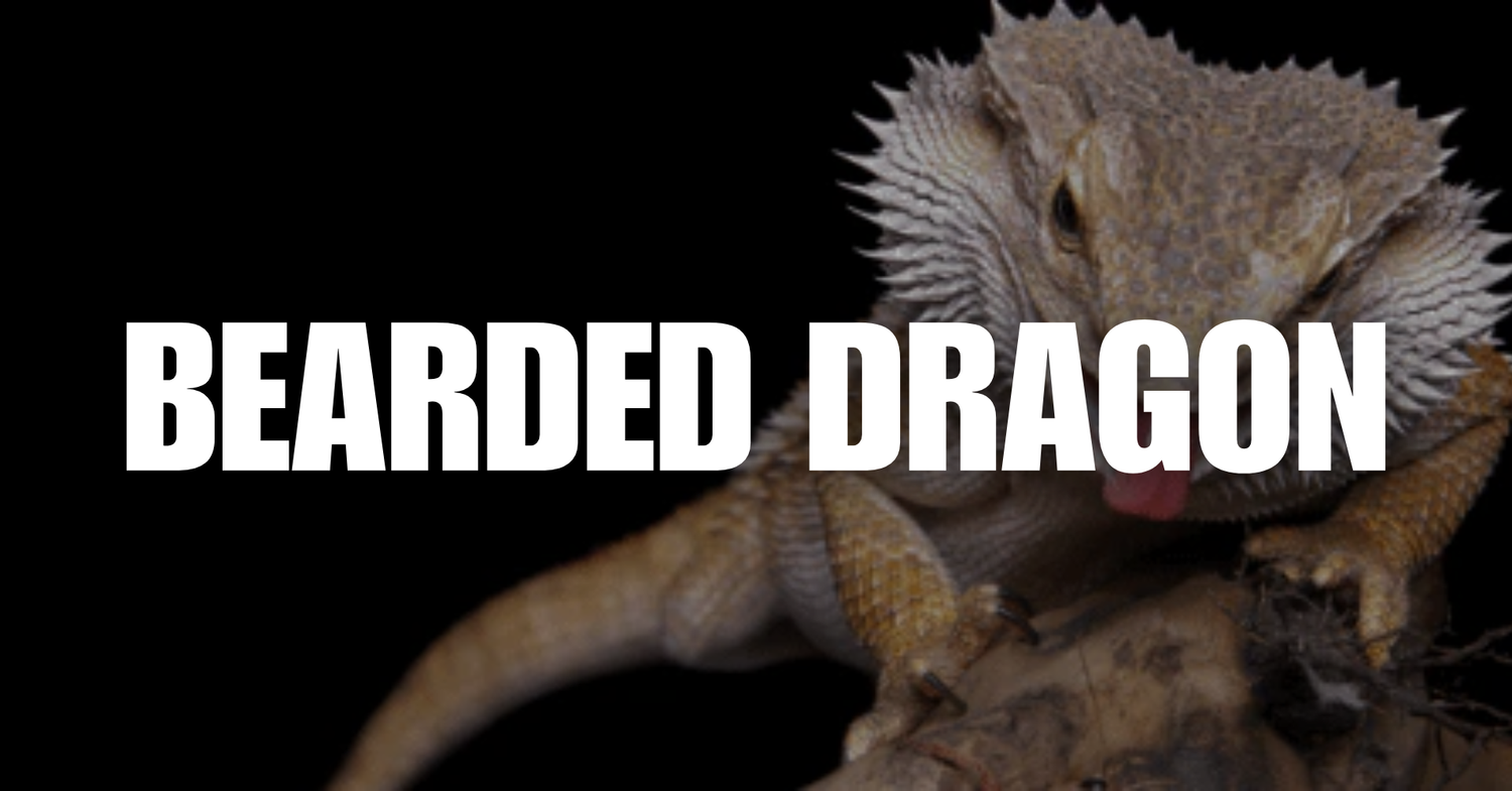 Bearded Dragon